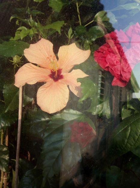 - Flowers