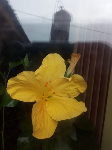  - Flowers