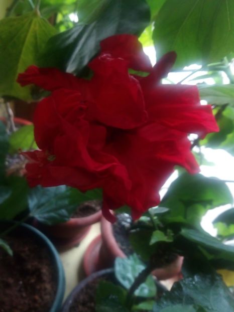  - Flowers