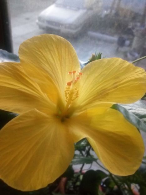  - Flowers