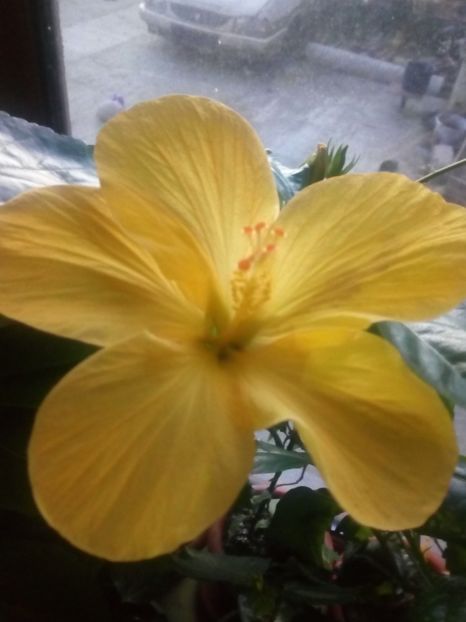  - Flowers