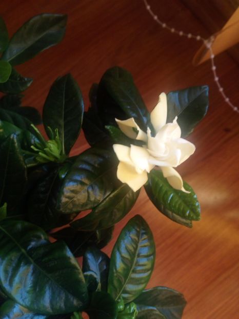  - Flowers