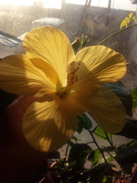  - Flowers