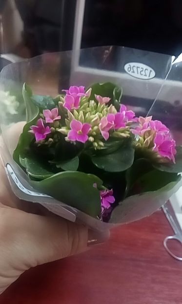 orca-image-1517568837483.jpg_1517568837695 - Flowers
