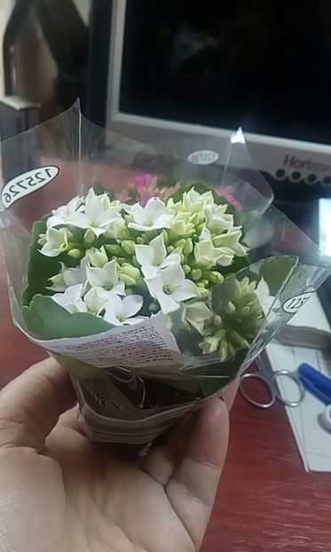 orca-image-1517568820800.jpg_1517568821435 - Flowers