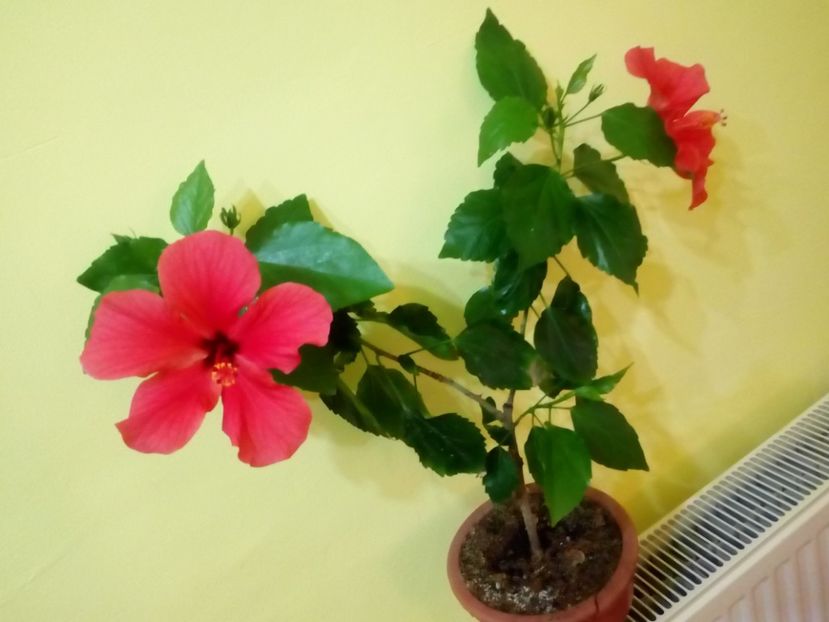  - Flowers