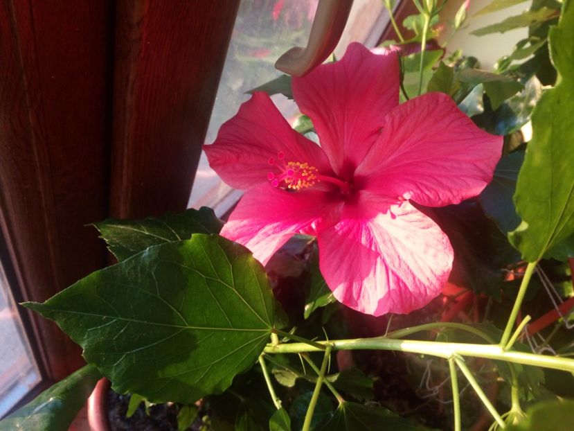  - Flowers