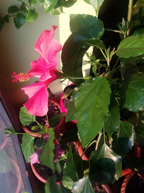  - Flowers