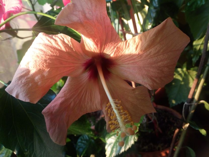  - Flowers