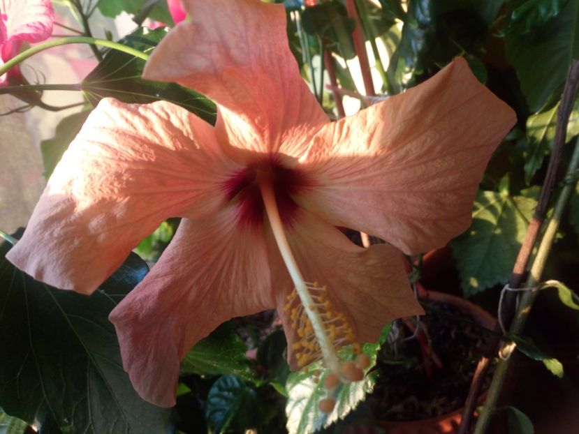 - Flowers