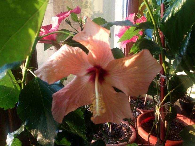 - Flowers