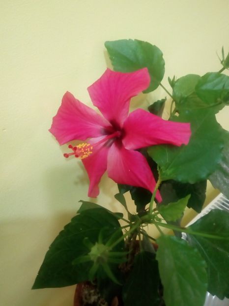  - Flowers
