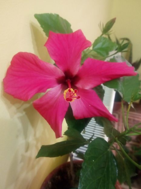  - Flowers
