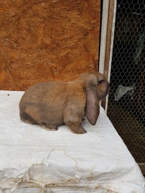 Mascul de 10 saptamani - De vanzare 13 02 2018