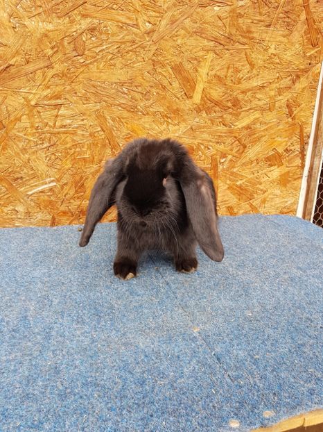 De 3.5 luni - De vanzare 13 02 2018