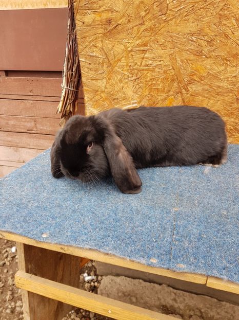 Purtator de havana - De vanzare 13 02 2018