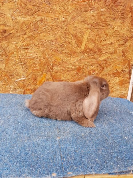 Femela - De vanzare 13 02 2018