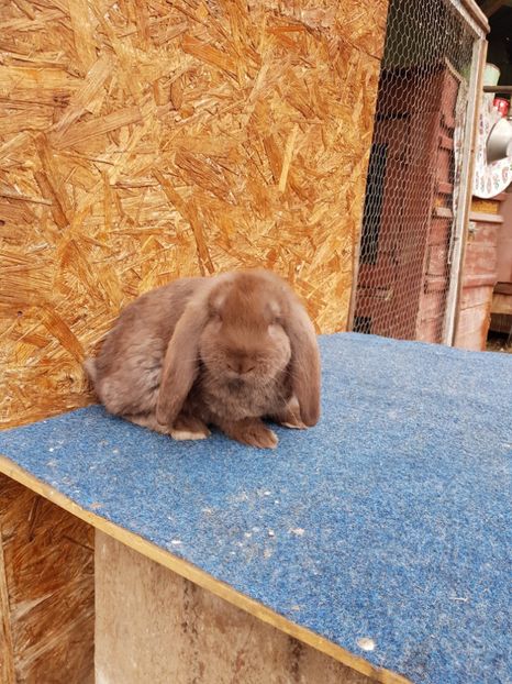  - De vanzare 13 02 2018