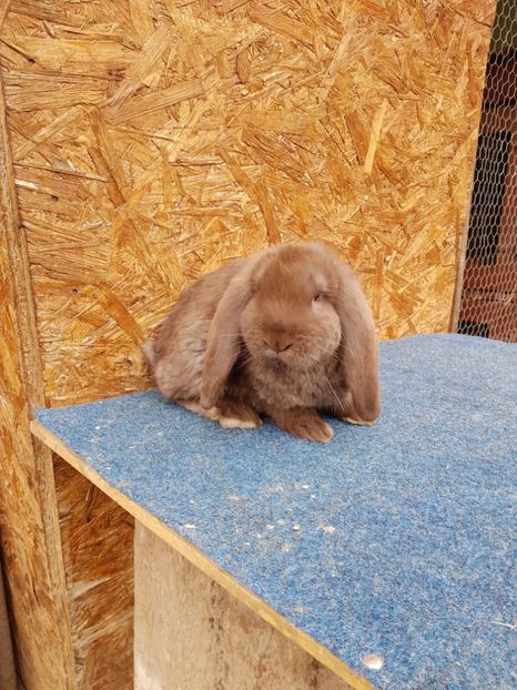  - De vanzare 13 02 2018