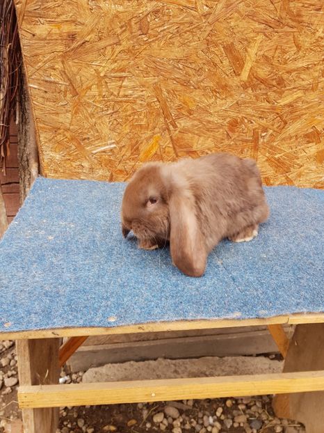  - De vanzare 13 02 2018