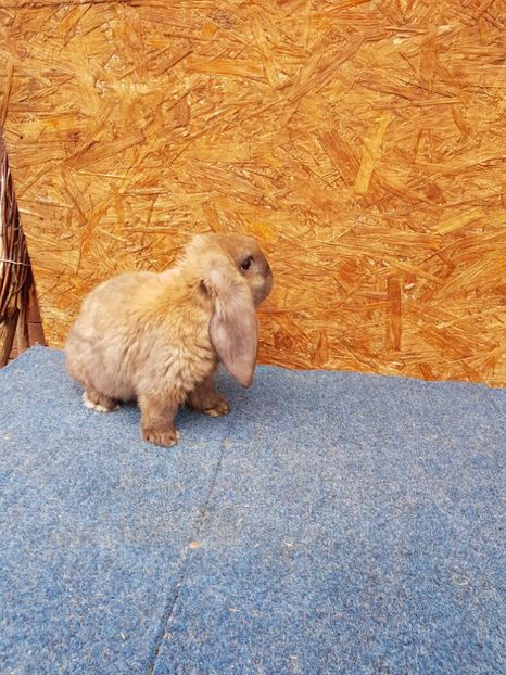 Mascul - De vanzare 13 02 2018