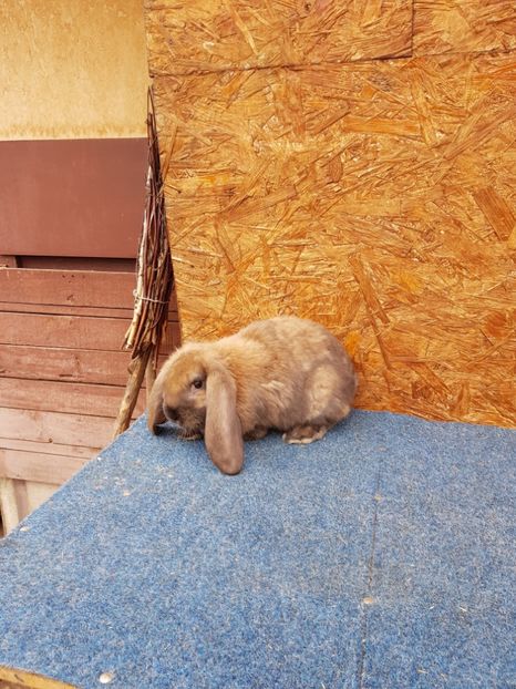 Purtator de havana - De vanzare 13 02 2018