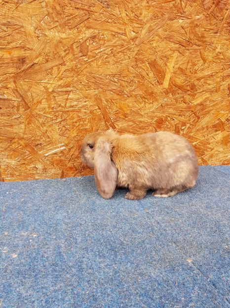  - De vanzare 13 02 2018