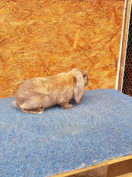  - De vanzare 13 02 2018