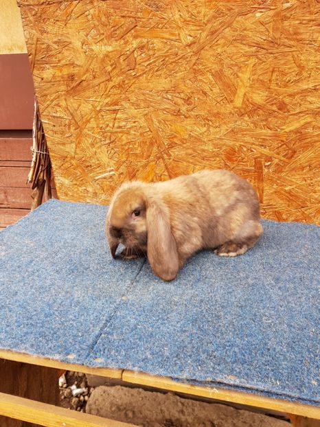  - De vanzare 13 02 2018