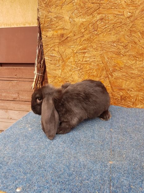 Femela - De vanzare 13 02 2018