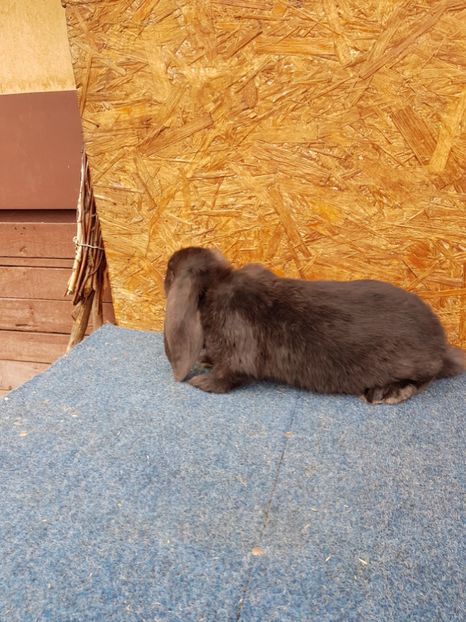 Mama havana mantulata - De vanzare 13 02 2018