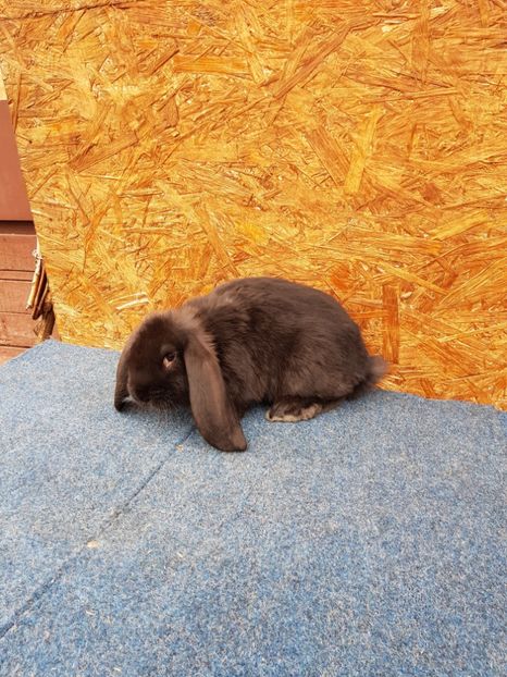 Tata negru - De vanzare 13 02 2018