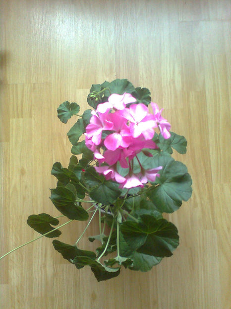  - MUSCATE -2017 - 2018