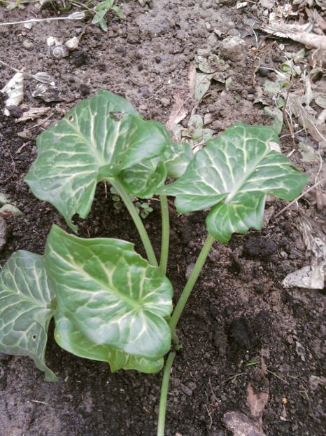 rodul pamantului-multumesc d-na Mioara! - februarie 2o18