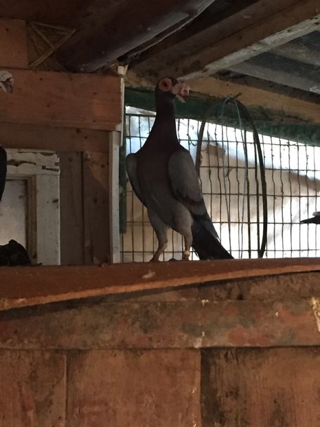 4458FFCD-1DB6-4F0B-89C6-01E3A4524276 - perechea 1