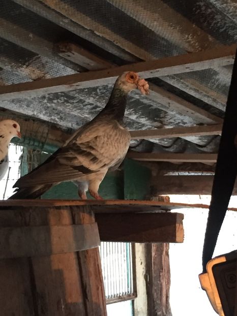 EBA0A879-211C-44A1-AEAF-C7BD52A29E72 - perechea 1