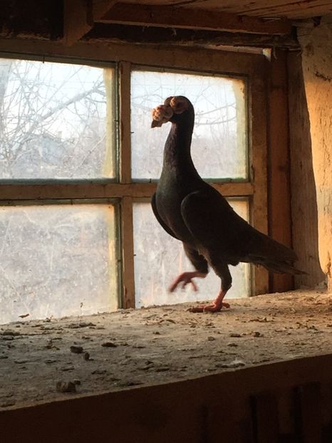 1B76D5DB-0352-4A4A-99EB-39C4DFFF4D45 - perechea 2