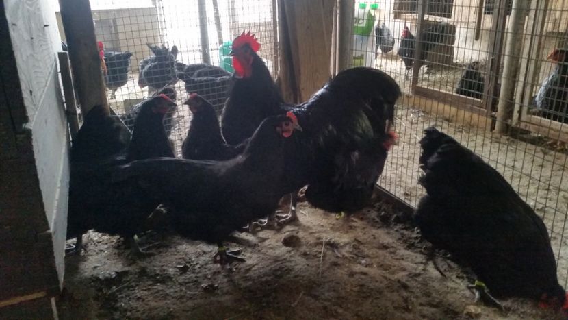  - Australorp