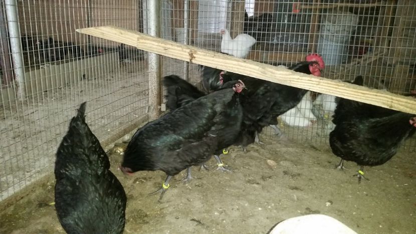  - Australorp