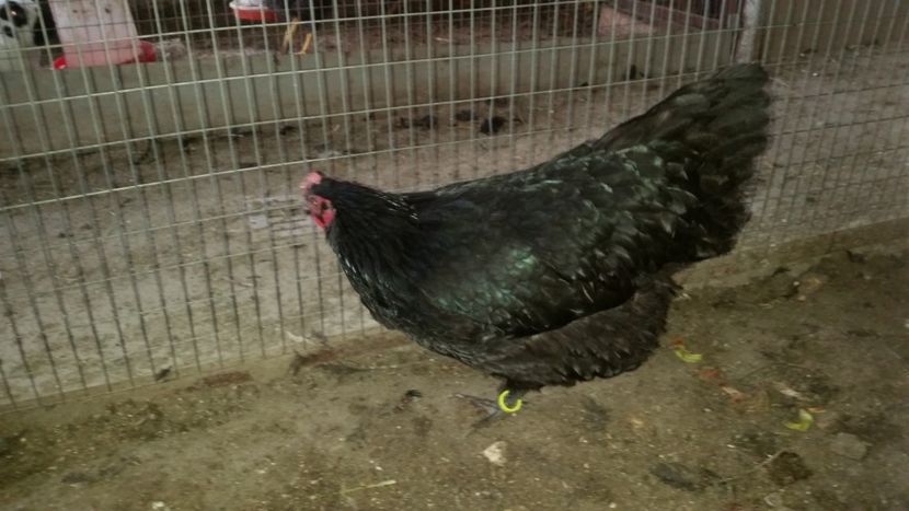  - Australorp