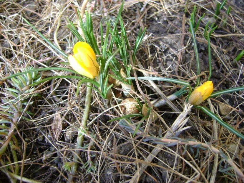 Crocus - v Iarna 2016-2017-2018