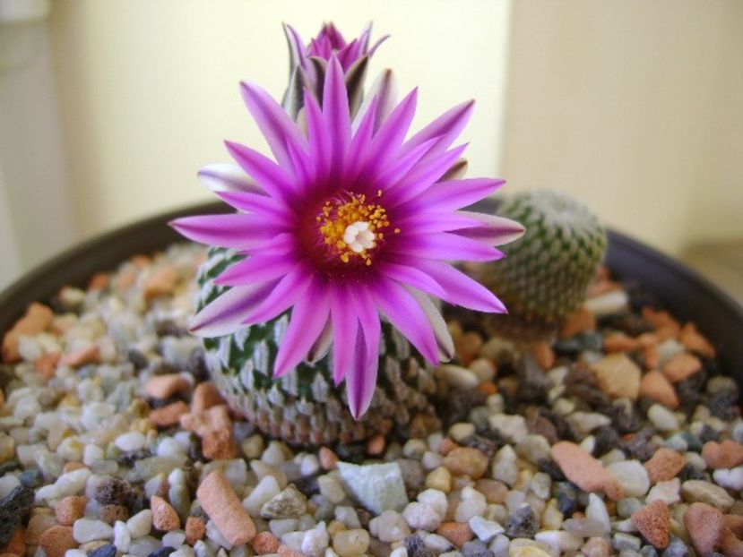 Turbinicarpus pseudopectinatus - Cactusi 2018