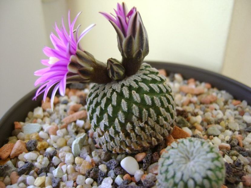 Turbinicarpus pseudopectinatus - Cactusi 2018