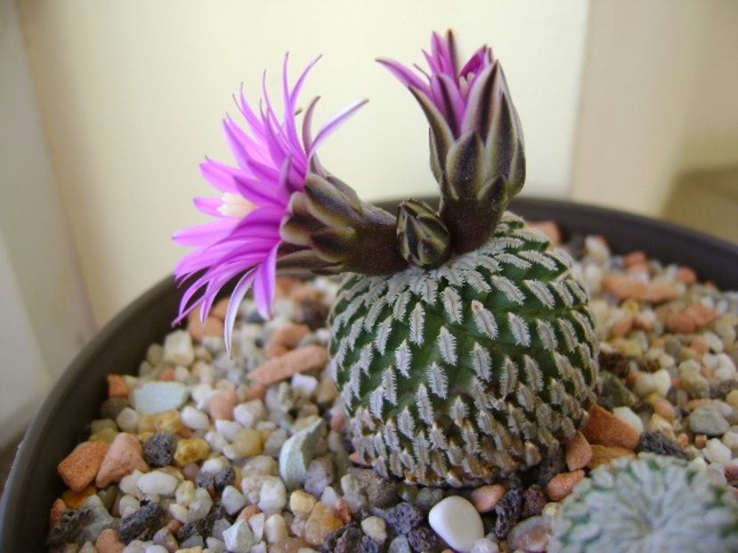 Turbinicarpus pseudopectinatus - Cactusi 2018