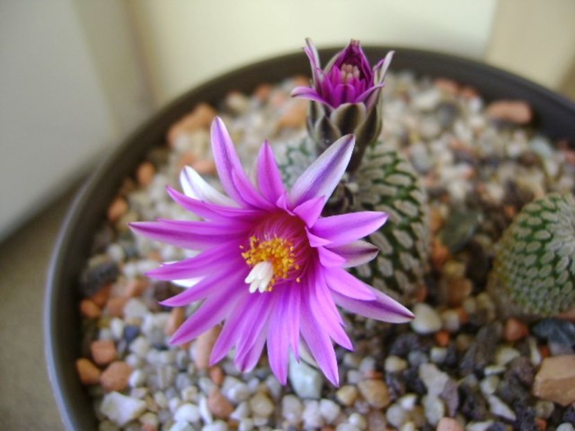 Turbinicarpus pseudopectinatus - Cactusi 2018