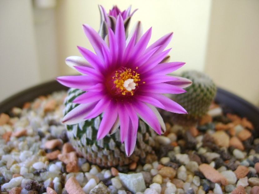 Turbinicarpus pseudopectinatus - Cactusi 2018
