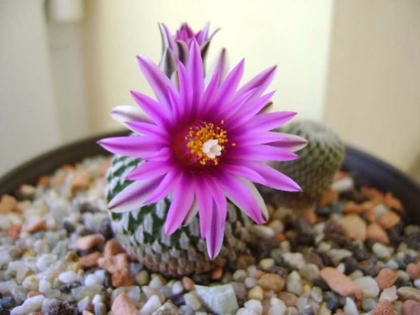 10 febr. 2018 - Turbinicarpus pseudopectinatus - Flori in plina iarna