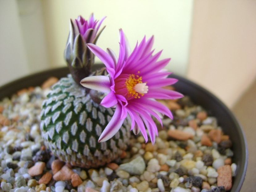 Turbinicarpus pseudopectinatus - Cactusi 2018