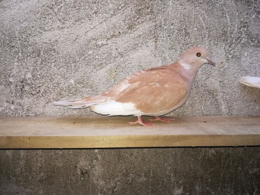  - Turturici razatoare