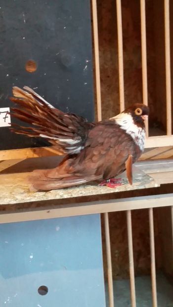 M 2016 muced - Negri trenati de bucuresti - negri turci